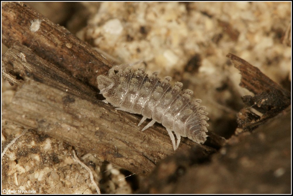 Isopoda d''Israele - More species